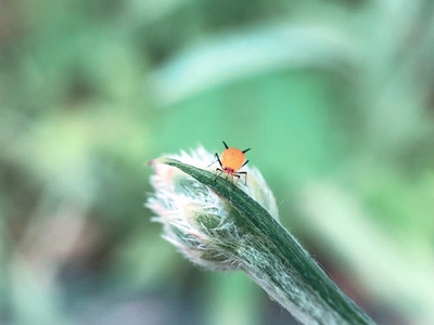 手机微距-昆虫-蚜虫-昆虫-蚜虫 图片素材