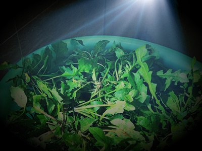 春色-自然-生活点滴-荠菜-野葱 图片素材