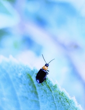 昆虫-梦幻-微距-叶甲虫-昆虫 图片素材