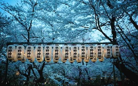 艺术风光-京都-樱花-夜樱-旅行 图片素材