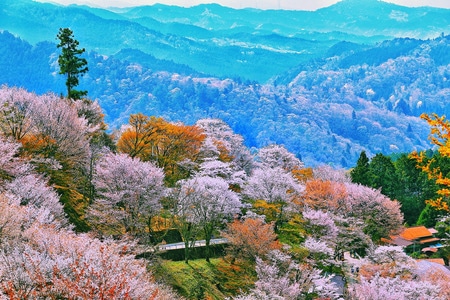 樱花-吉野山-旅行-风景-风光 图片素材