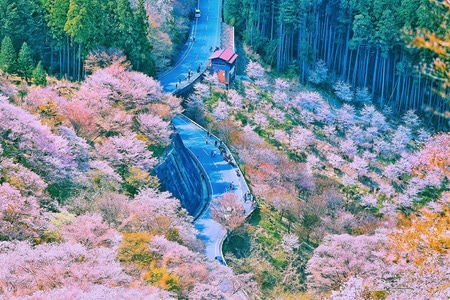 旅行-樱花-吉野山-风景-樱花树 图片素材