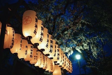 旅行-夜樱-樱花-京都-京都 图片素材