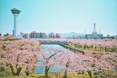 艺术风光-北海道-樱花-旅行-北海道 图片素材