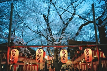 旅行-樱花-京都-艺术风光-京都 图片素材