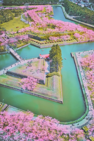 旅行-樱花-北海道-艺术风光-北海道 图片素材