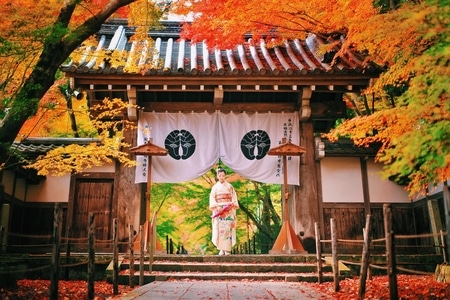 京都-旅行-艺术风光-枫叶-红叶 图片素材