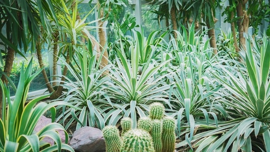 日系人像-人像-小清新-植物-植物 图片素材