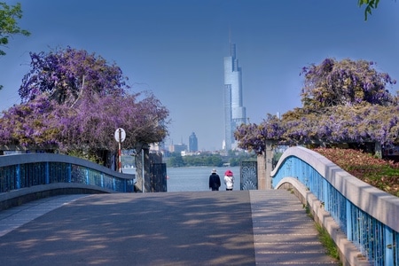 情侣园-紫藤花-道路-桥-紫藤花 图片素材