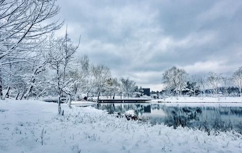 情侣园-冰封雪飘-寒冷-风景-树 图片素材