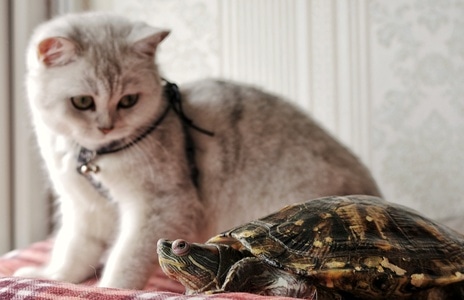 宠物-猫咪-乌龟-猫咪-乌龟 图片素材
