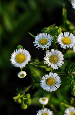 色彩-花-菊-花-菊花 图片素材