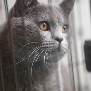 猫-喵星人-艺术-可爱-撸猫 图片素材