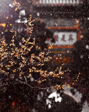 腊梅-雪景-卧佛寺-你好2020-腊梅 图片素材