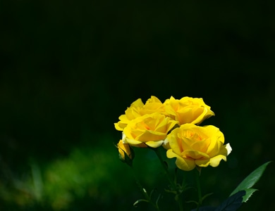 月季-黄花-花卉-植物-光影 图片素材