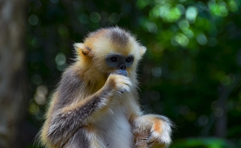 金丝猴-生态-动物-灵长类-猴子 图片素材