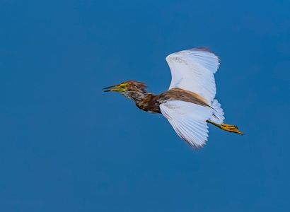 黄苇鹣-鸟-鸟类-水禽-光影 图片素材