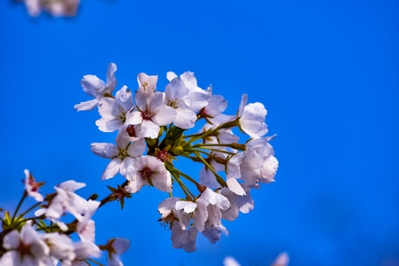 樱花-植物-风光-花瓣-风景 图片素材