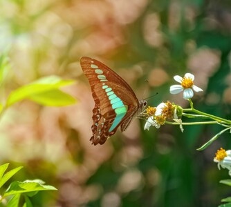 蝴蝶-昆虫-春天-长焦-光影 图片素材