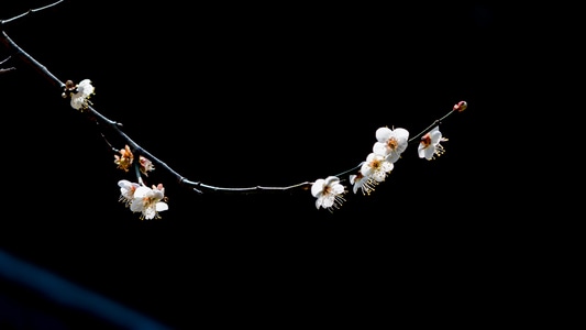 梅花-花卉-黑背景-阳光-揭西 图片素材