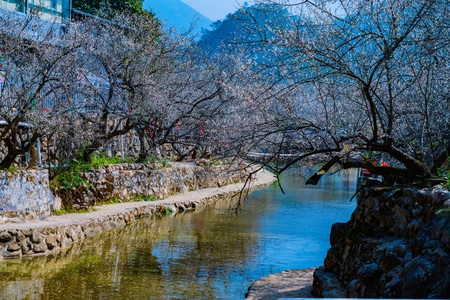 梅花-风景-揭阳-揭西-坪上 图片素材
