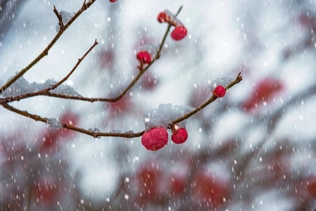 梅花-红梅-花蕾-电脑传图-宅家 图片素材