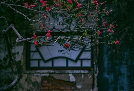 梅花-红梅-春天-阳光-光影 图片素材