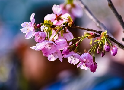 樱花-植物-风光-花瓣-风景 图片素材