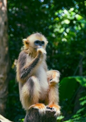 金丝猴-猴子-大圣-动物-抓拍 图片素材