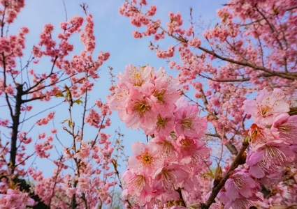 樱花-粉红-春天-蓝天-生态 图片素材