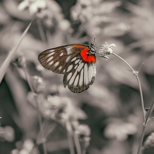 蝴蝶-红色-昆虫-植物-春节 图片素材