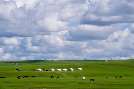 内蒙古-呼伦贝尔-莫日格勒-草原-牛羊 图片素材