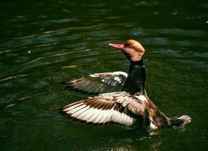 红头鸭-鸟类-生态-抓拍-水禽 图片素材