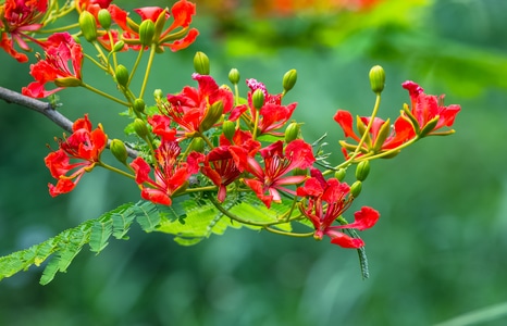 凤凰花-红花-花卉-金风花-植物 图片素材