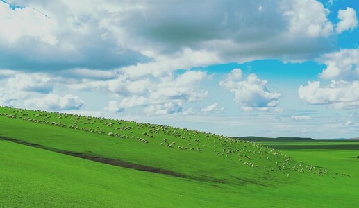 草原-羊群-绿草-蓝天-白云 图片素材
