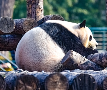 熊猫-动物-国宝-萌宠-熊猫 图片素材