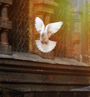 鸟类-生态-动态-白鸽-飞翔 图片素材