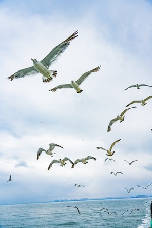 旅游-动态-抓拍-海鸥-候鸟 图片素材