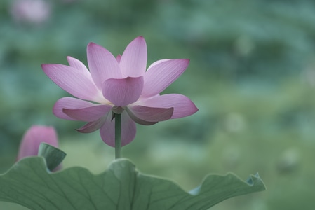 荷花-红花-生态-风景-光影 图片素材