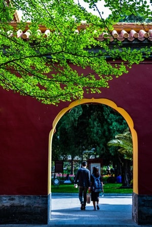 北京-银杏-绿叶-红墙-风景 图片素材