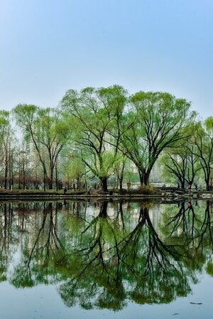 柳树-风光-风景-生态-倒影 图片素材