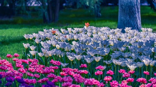 郁金香-花卉-植物-红花-绿叶 图片素材
