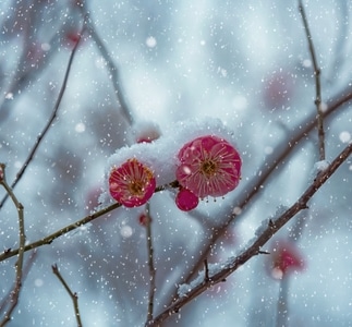 花卉-梅花-红梅-雪景-年味 图片素材