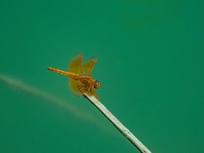红蜻蜓-昆虫-生态-揭阳-榕江 图片素材