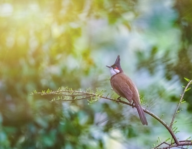 红耳鹎-鸟-鸟类-树木-长焦 图片素材