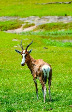 羚羊-动物-生态-风景-风光 图片素材