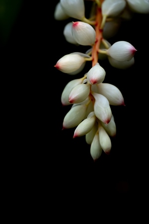 花蕾-花苞-我要上封面-纪录-纪实 图片素材