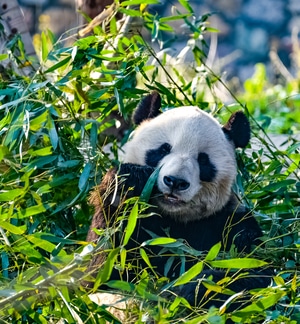 熊猫-国宝-萌萌哒-熊猫吃竹子-动物 图片素材