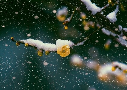 梅花-植物-春雪-雪景-疫情防控中的新年 图片素材