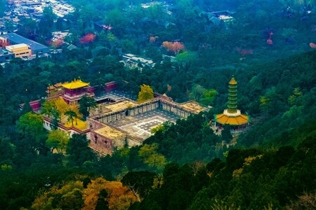 植物-黄叶-秋天-秋色-香山 图片素材
